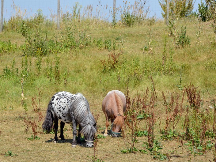 Kidstumove_Pony_16